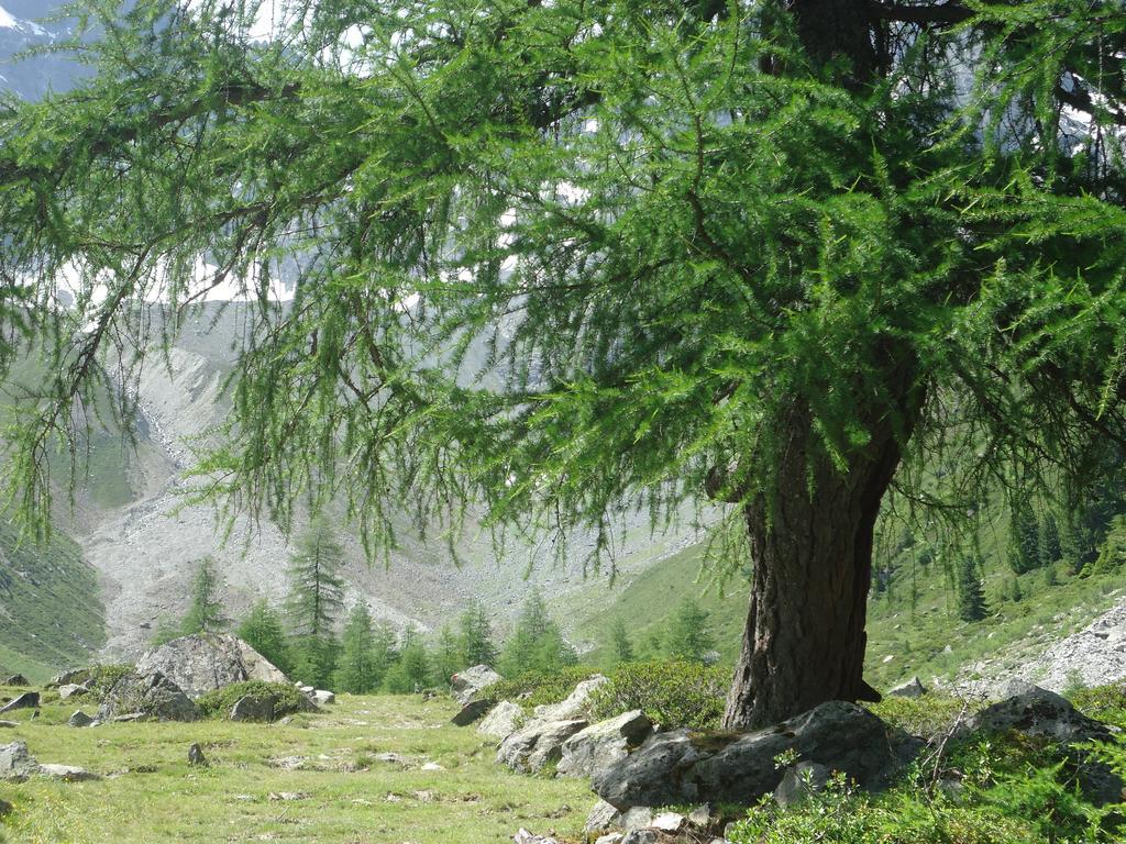 شقة Haus Waldfriede سانكت ليونارد إم بيتزتال المظهر الخارجي الصورة